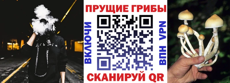купить наркотики сайты Каргат Псилоцибиновые грибы мухоморы